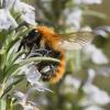 Bombus pascuorum